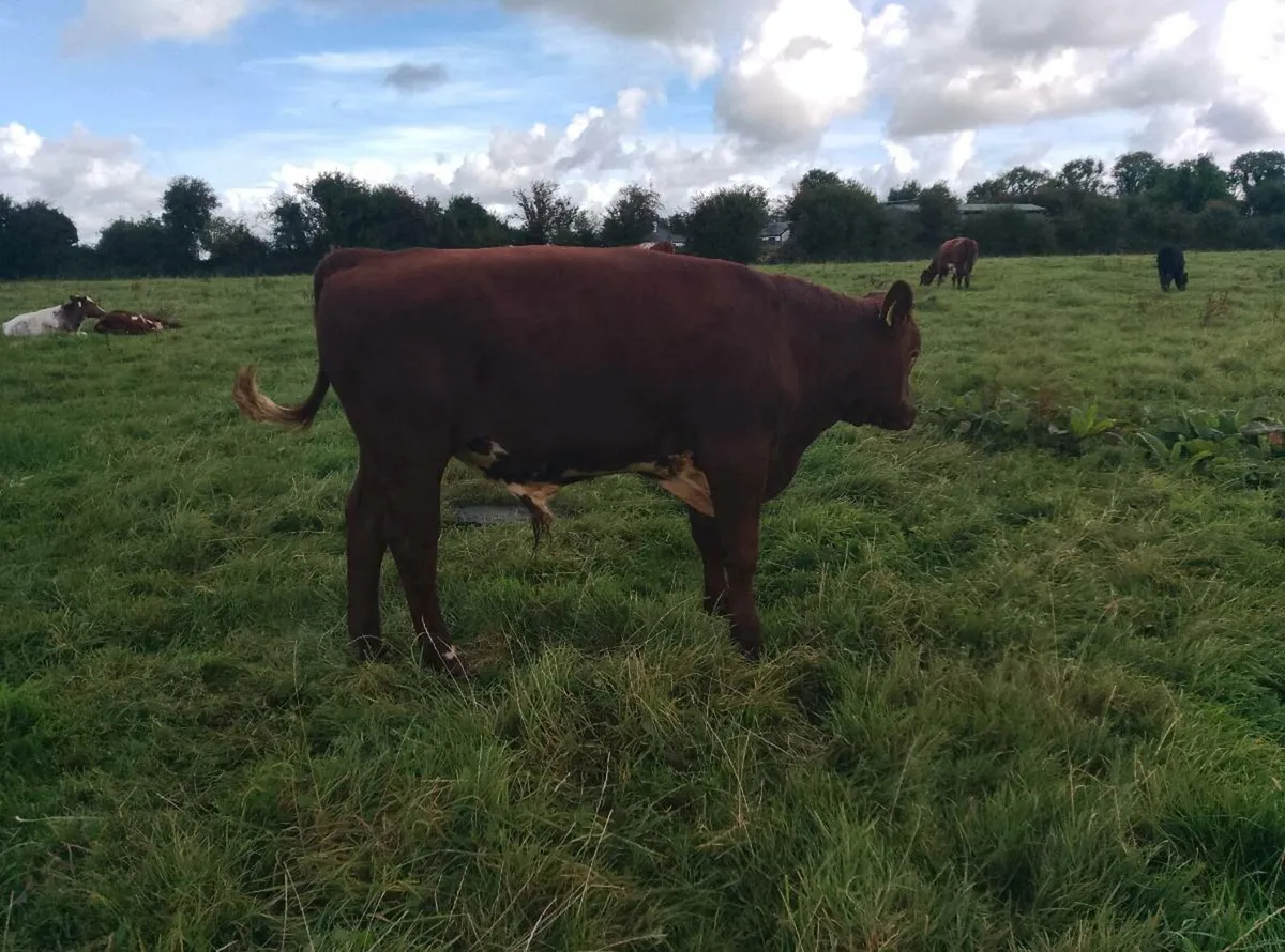 Organic dairy shorthorn Bull - Image 4