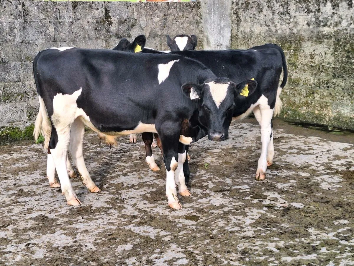 Weanlings - Image 2