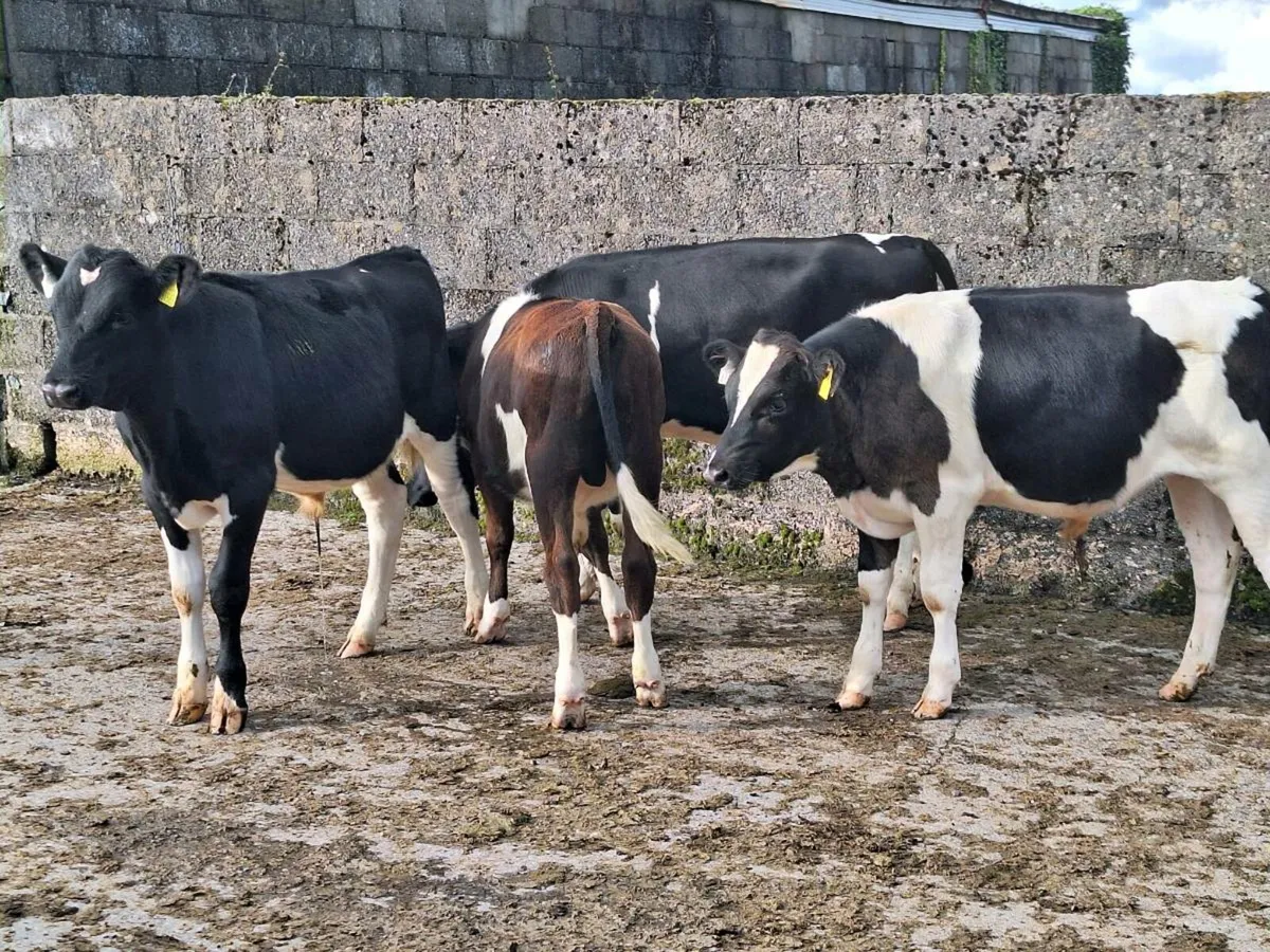 Weanlings - Image 3