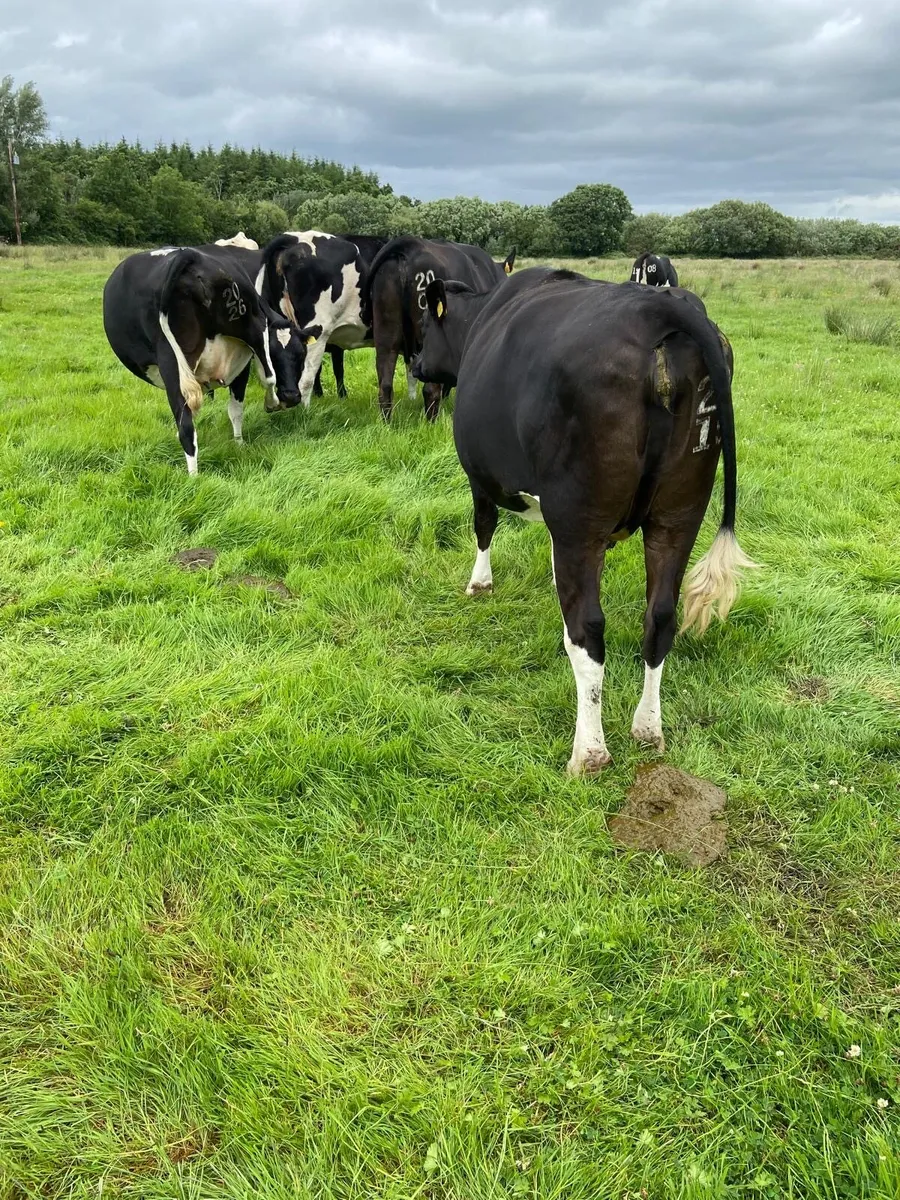 In calf dairy cows - Image 1
