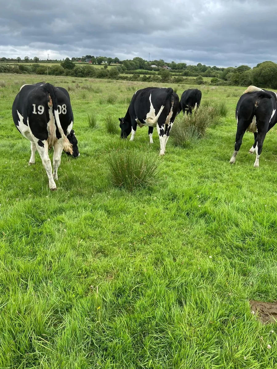In calf dairy cows - Image 2