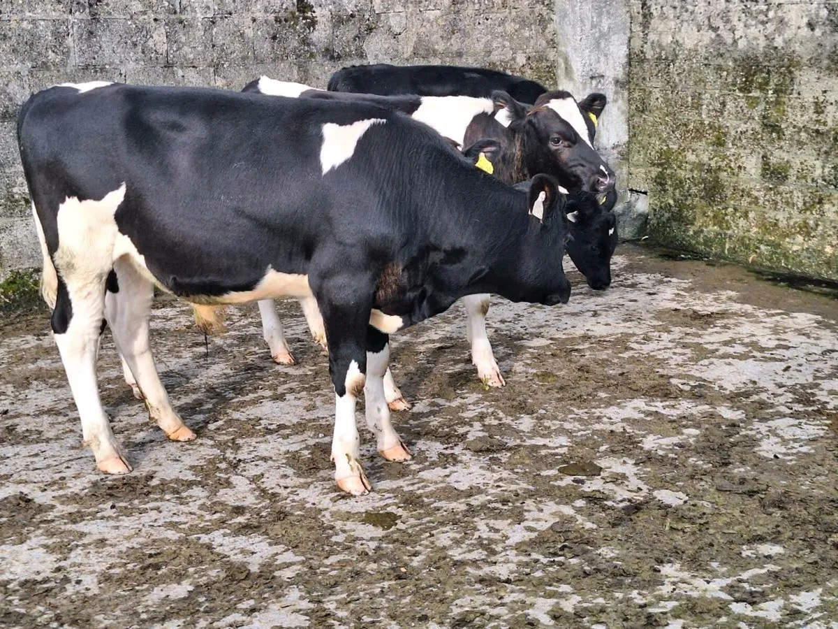 Weanlings - Image 4