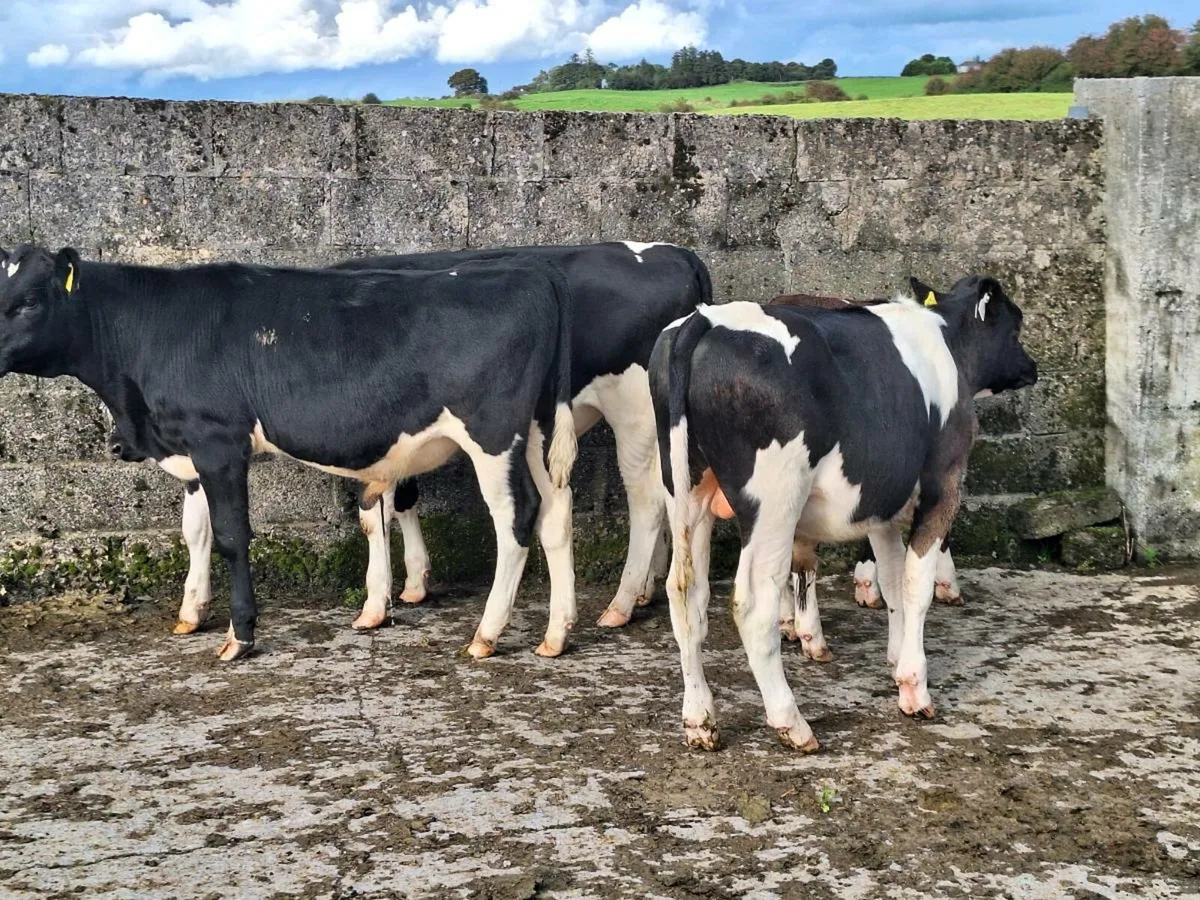 Weanlings - Image 1