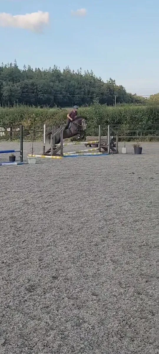 Full rid gelding - Image 2