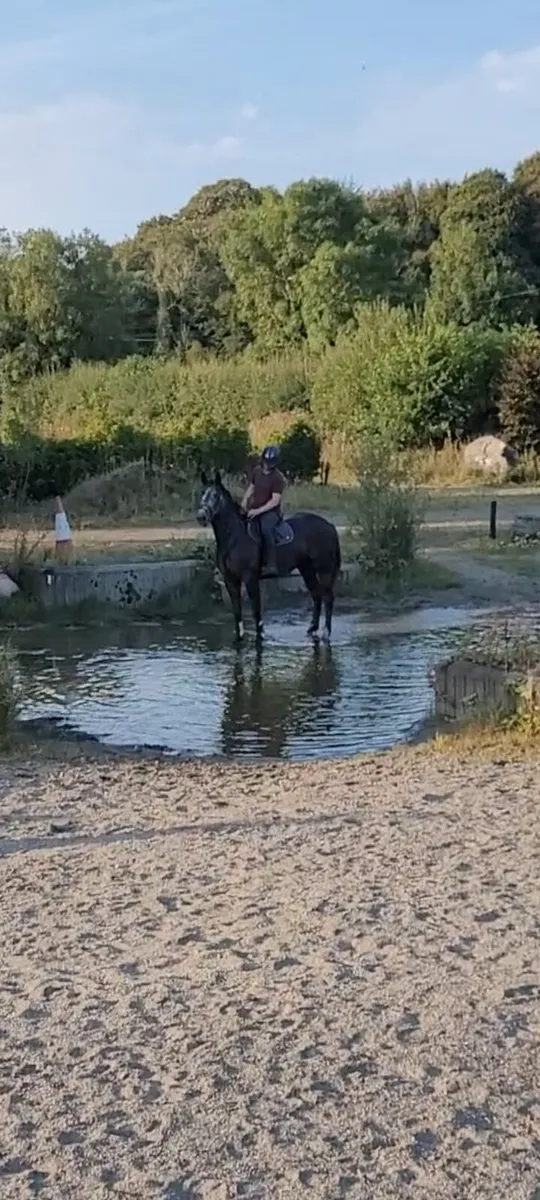 Full rid gelding - Image 3