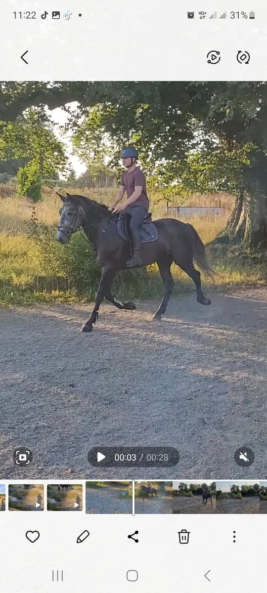 Full rid gelding - Image 1