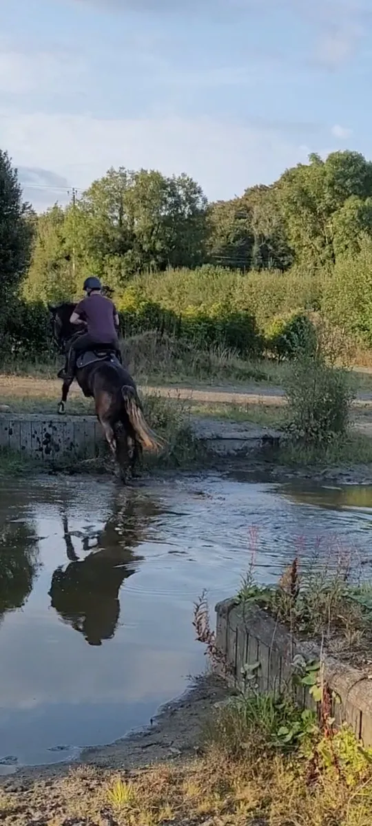 Full rid gelding - Image 4