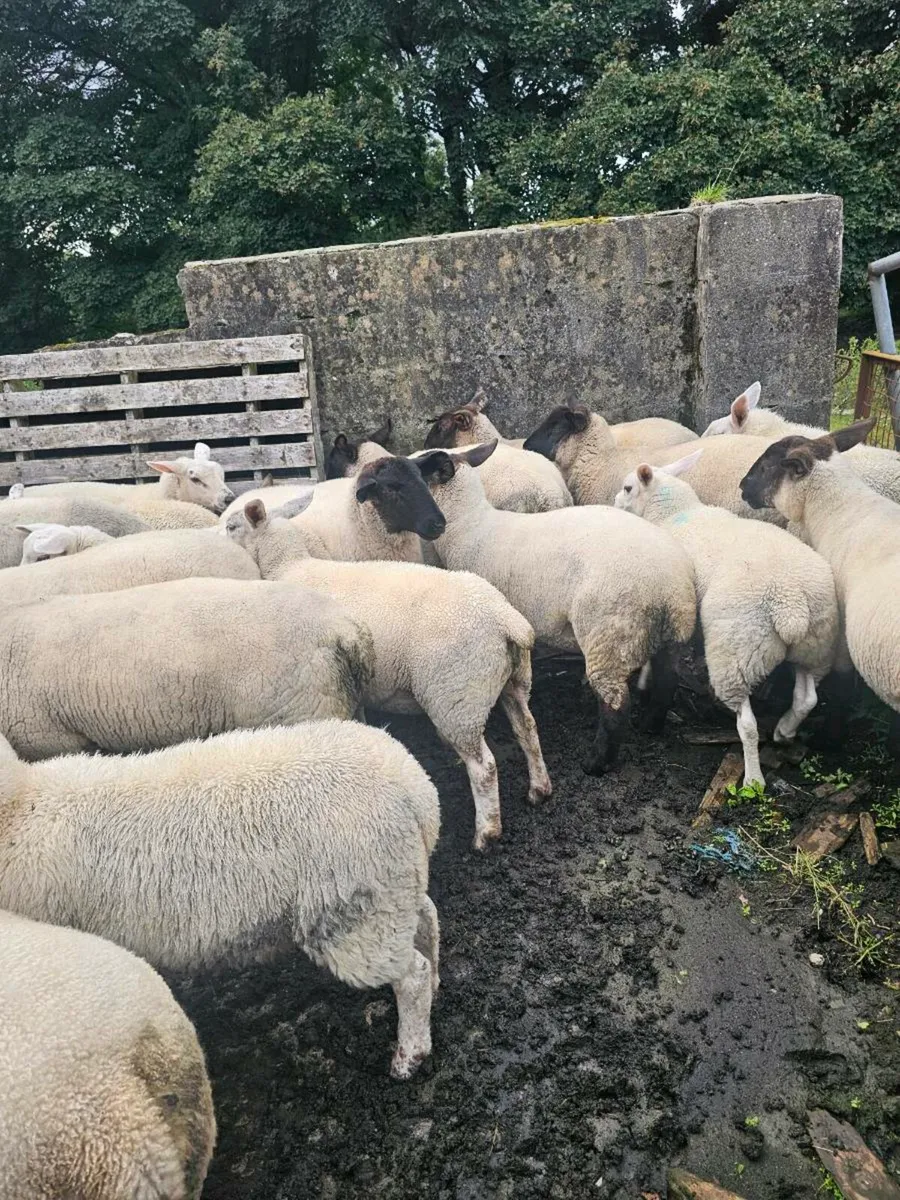 Suffolk  X Hoggets - Image 1