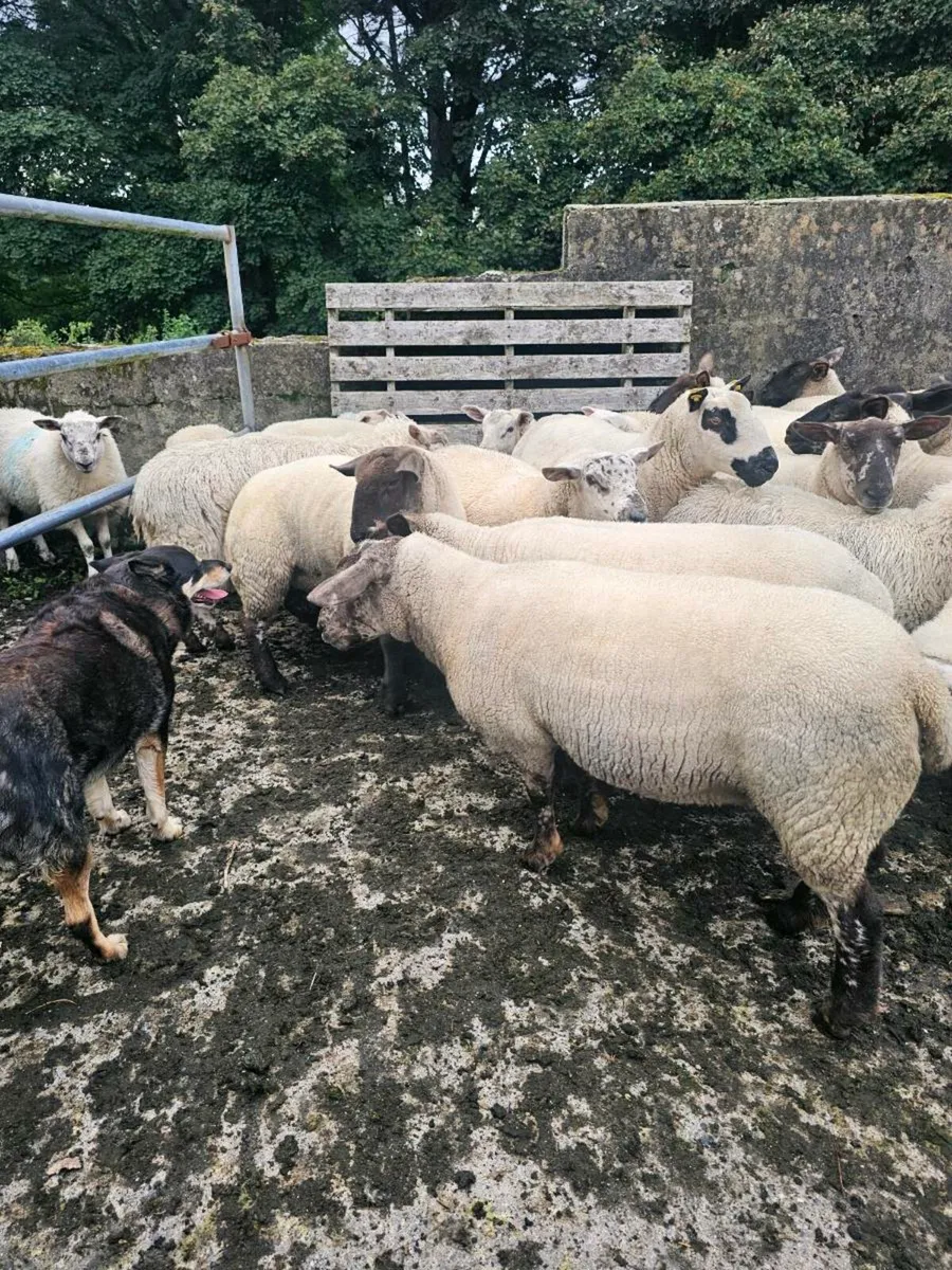 Suffolk  X Hoggets - Image 3