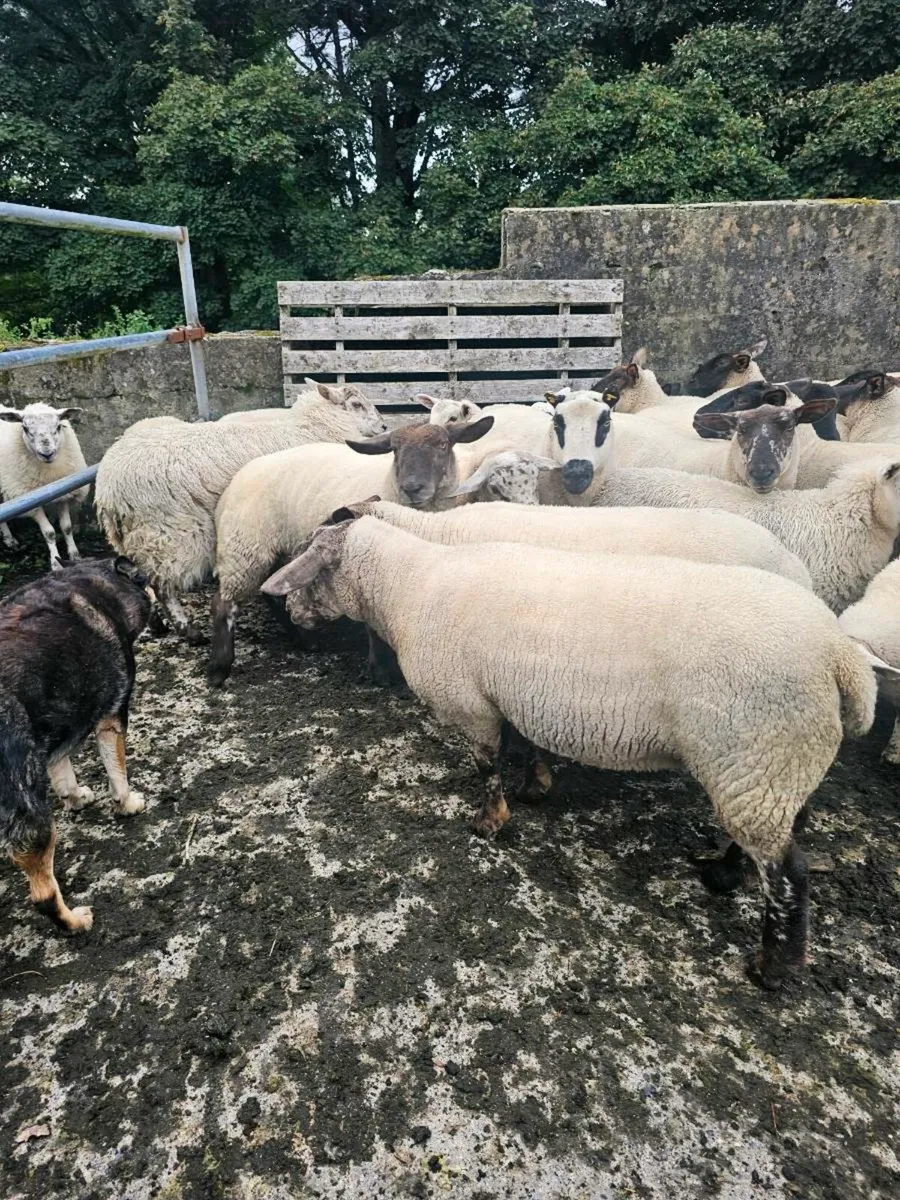 Suffolk  X Hoggets - Image 4