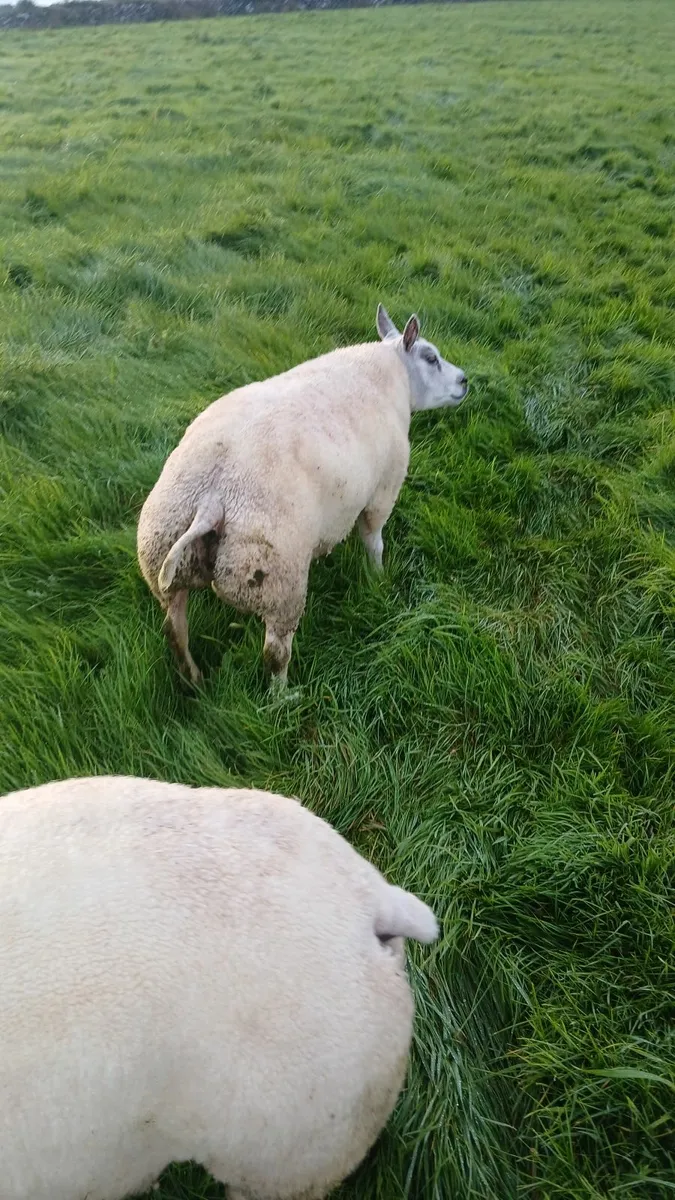 Beltex hogget ram - Image 4
