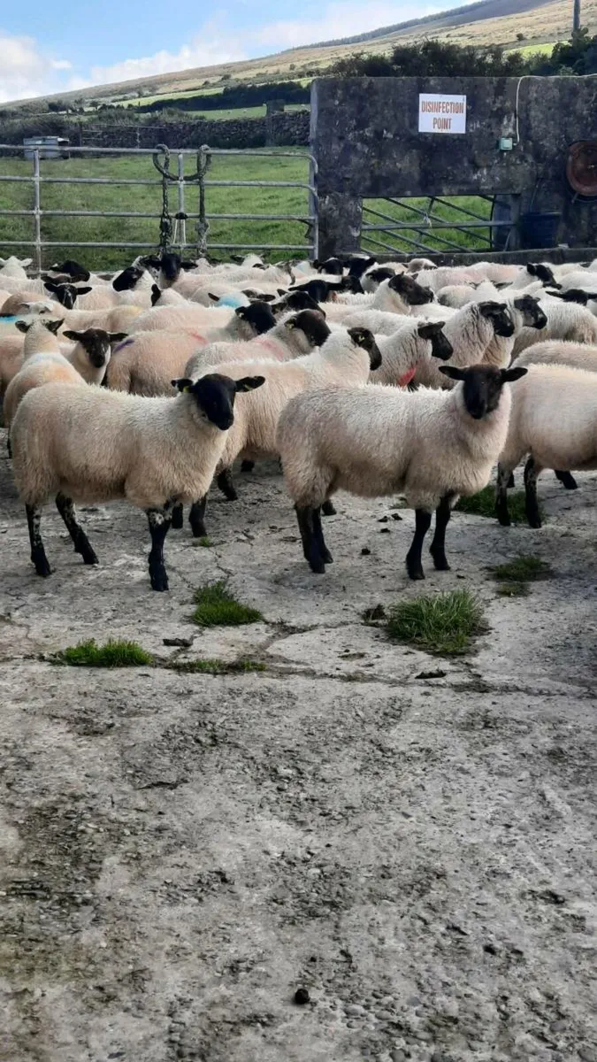 Ewe and Ram lambs - Image 1