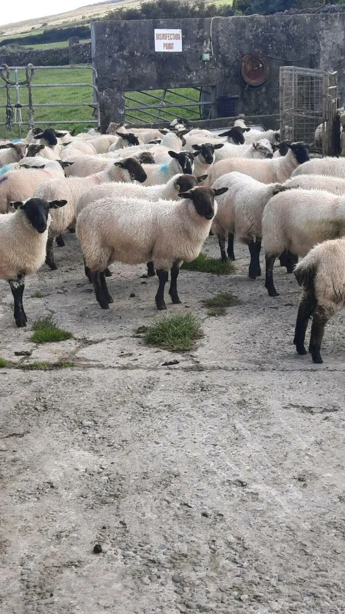 Ewe and Ram lambs - Image 2
