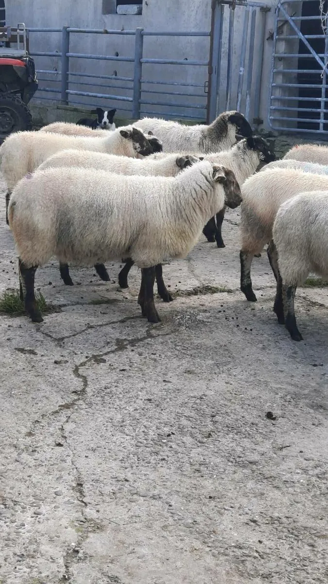 Ewe and Ram lambs - Image 3