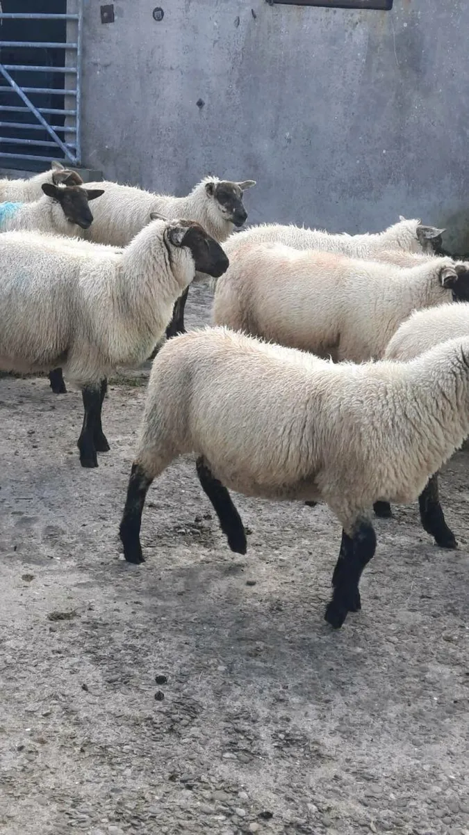 Ewe and Ram lambs - Image 4