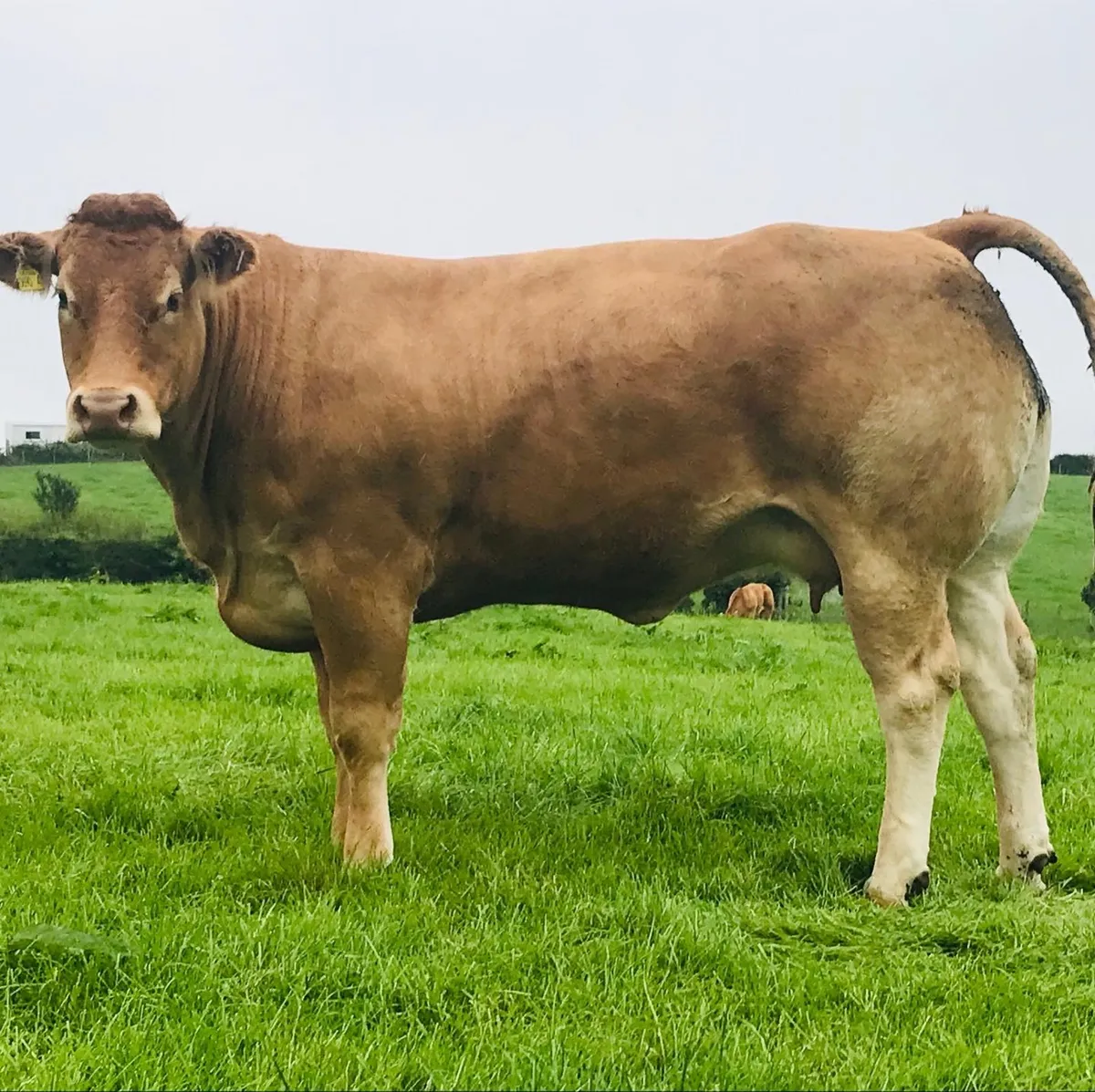 Pedigree Limousin Heifers for Sale - Image 2