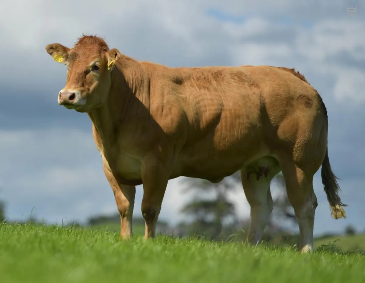 Pedigree Limousin Heifers for Sale - Image 3