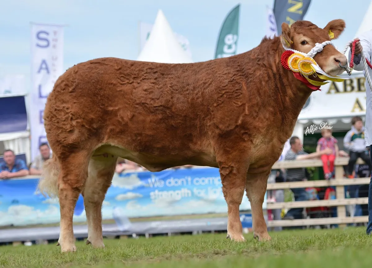 Pedigree Limousin Heifers for Sale - Image 4