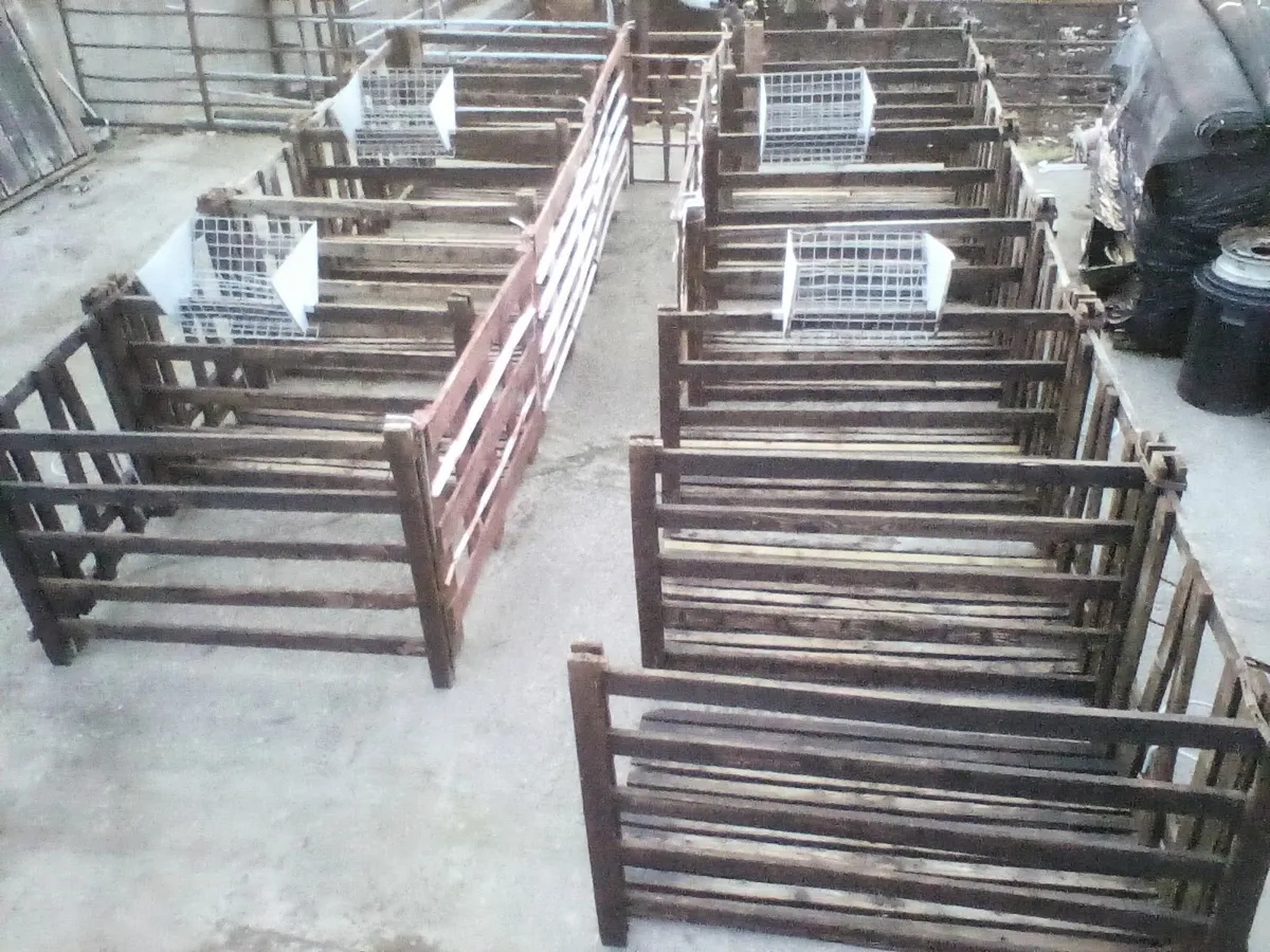 Single calf pens - Image 4