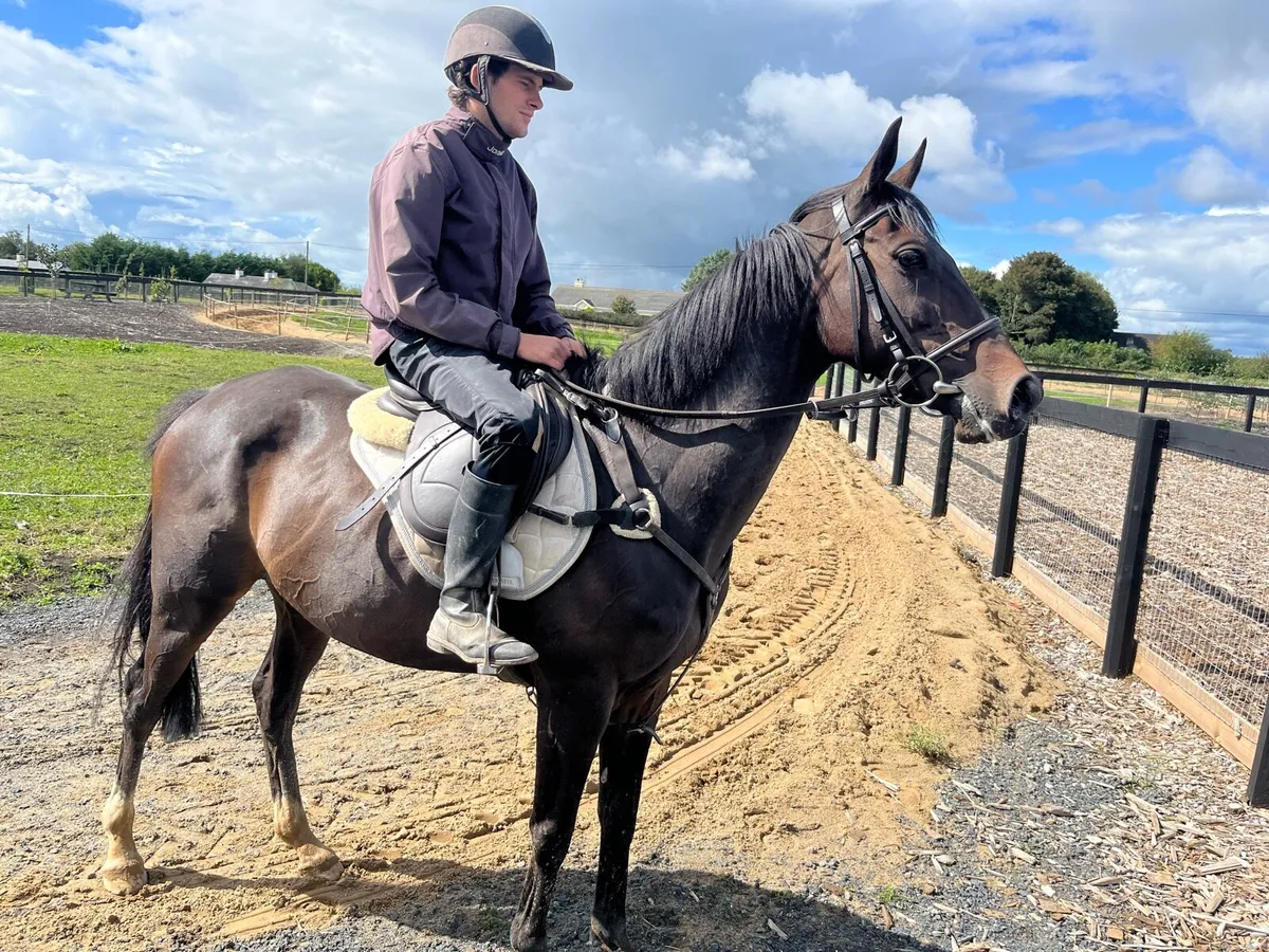 Horse - Image 2