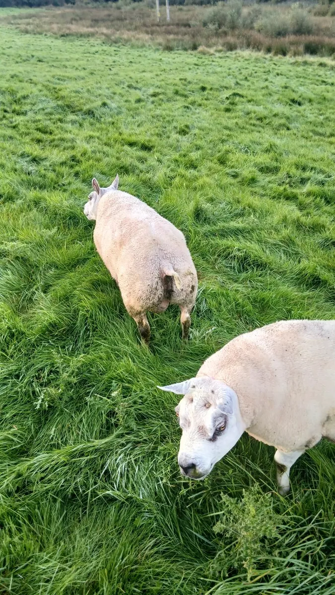 Beltex hogget ram - Image 1