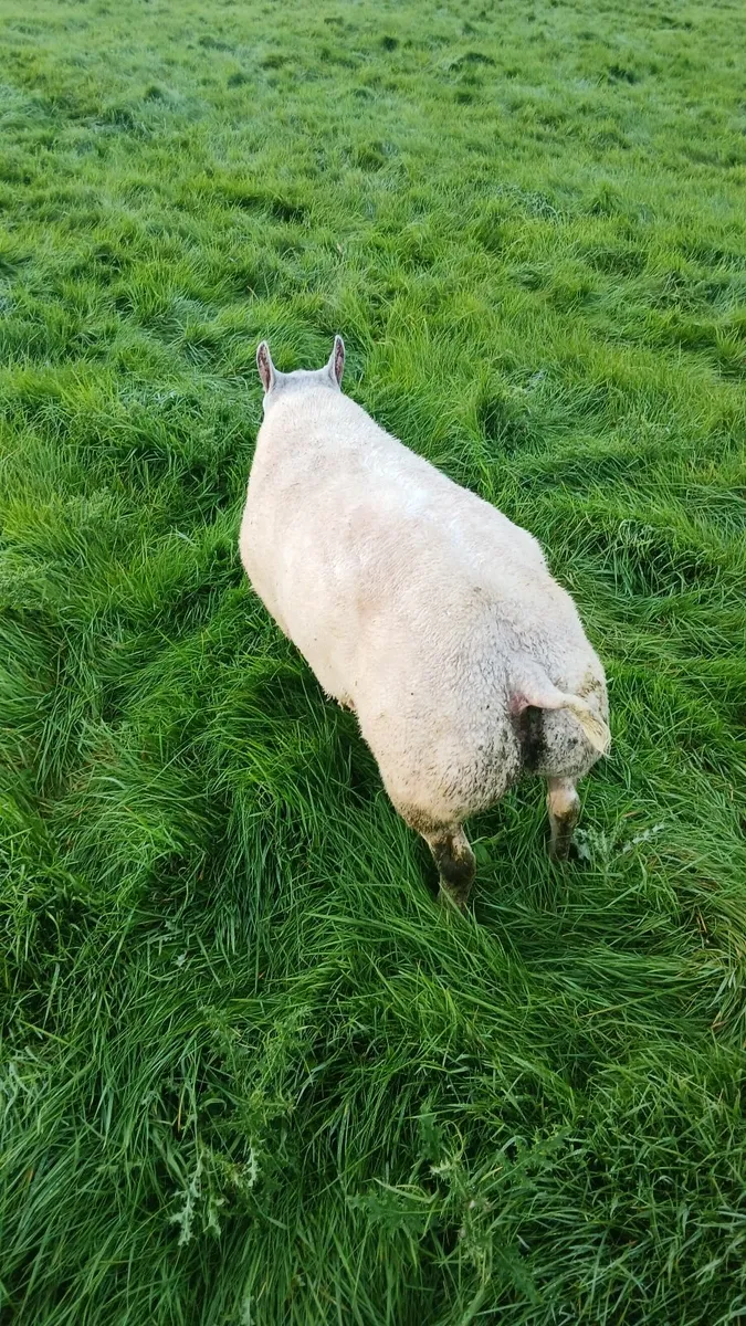 Beltex hogget ram - Image 3
