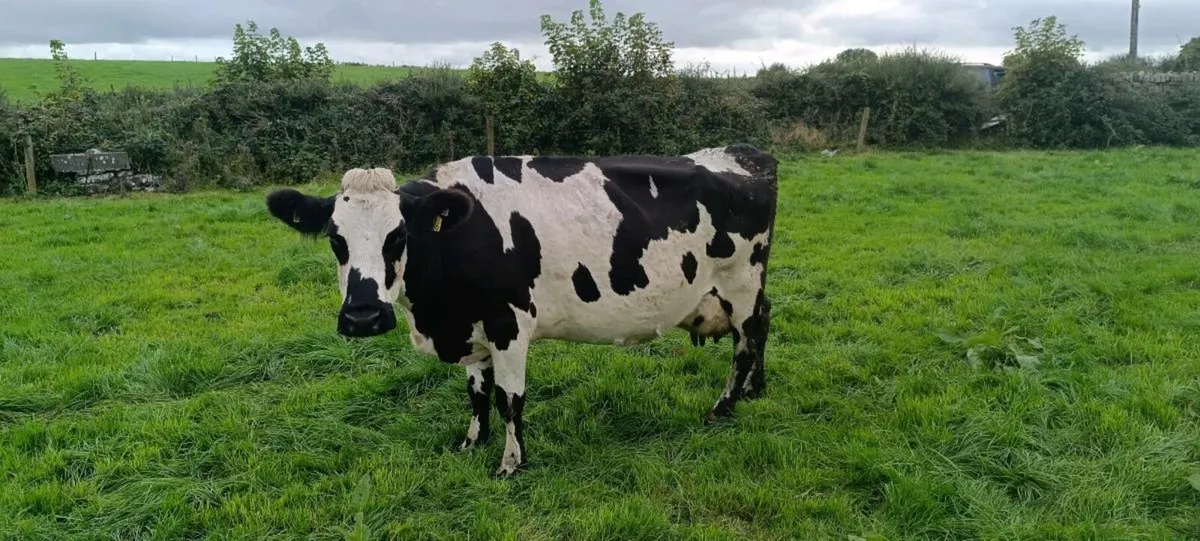 High SCC cow