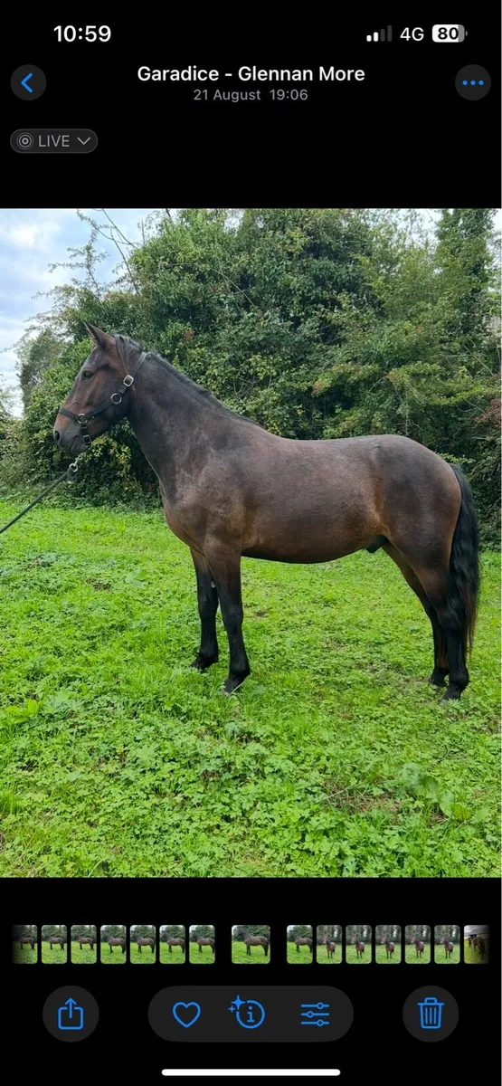 Connemara pony - Image 1