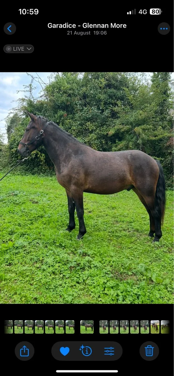 Connemara pony - Image 2