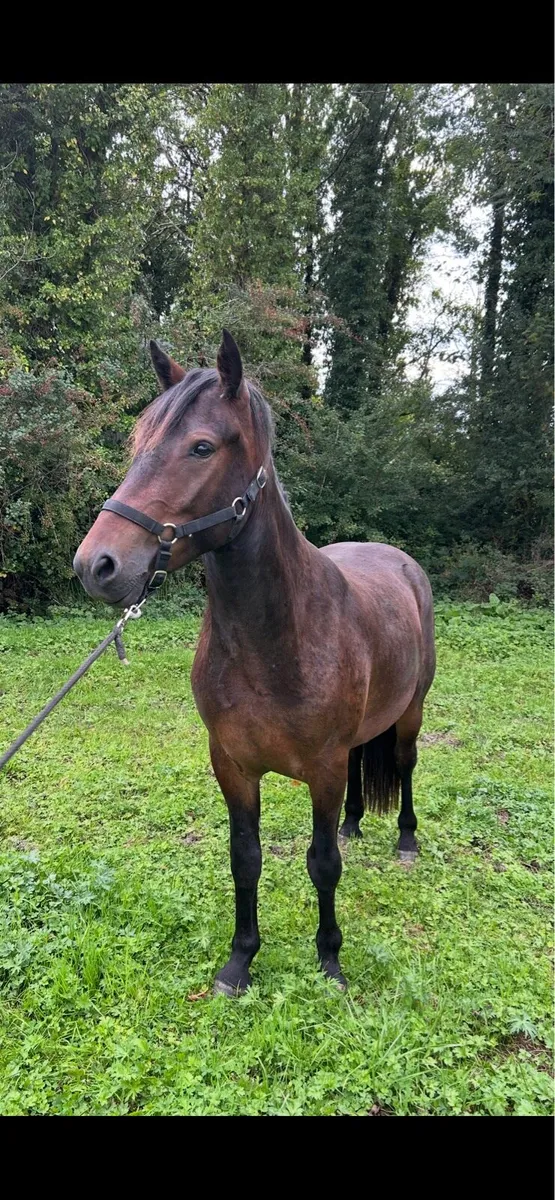 Connemara pony - Image 3