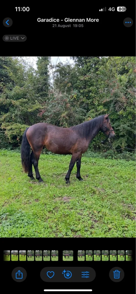 Connemara pony - Image 4