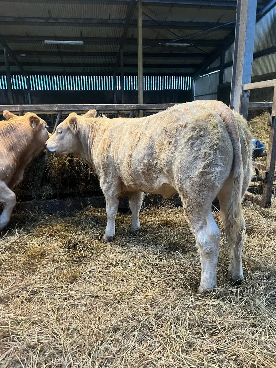 🔥Super Weanling Heifers for Ballina🔥 - Image 1
