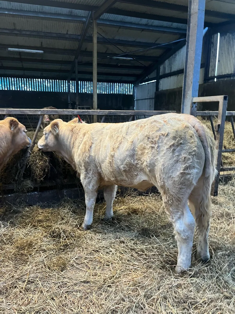🔥Super Weanling Heifers for Ballina🔥 - Image 2