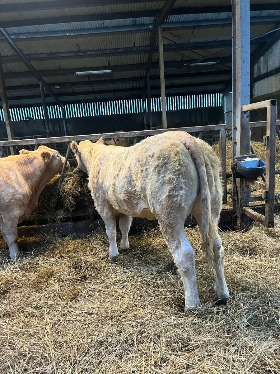🔥Super Weanling Heifers for Ballina🔥 - Image 3