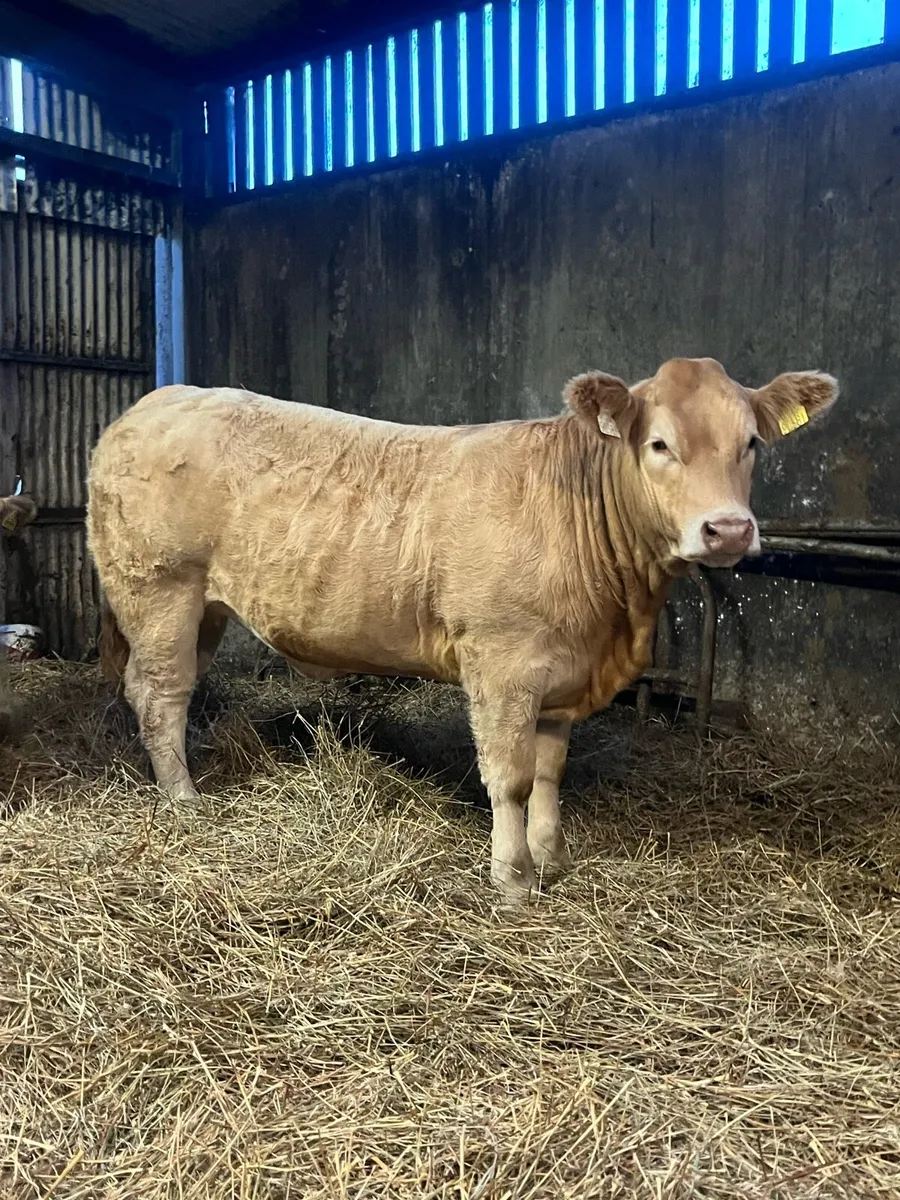 🔥Super Weanling Heifers for Ballina🔥 - Image 4