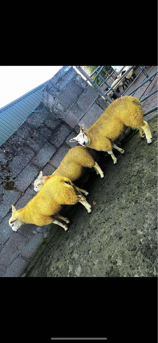 Coolaney Sheep sales 6/9/25 - Image 1