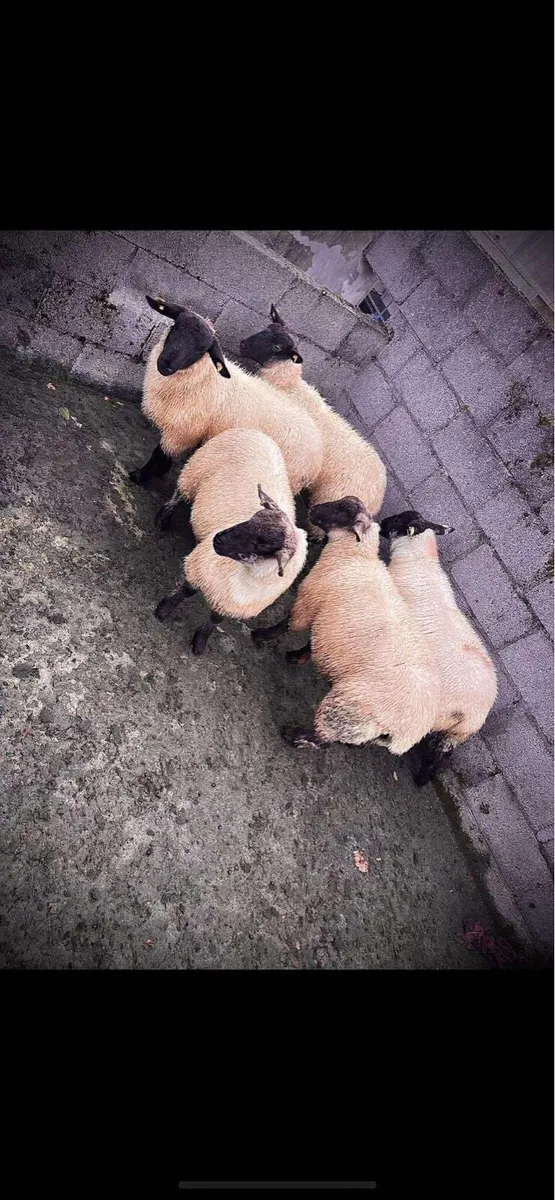 Coolaney Sheep sales 6/9/25 - Image 2