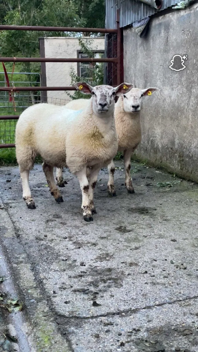 Coolaney Sheep sales 6/9/25 - Image 3