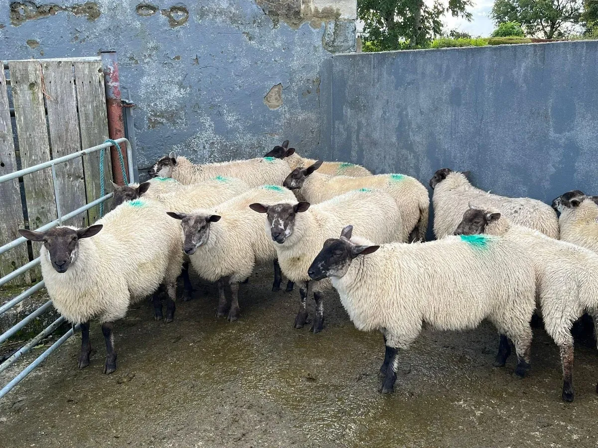 Coolaney Sheep sales 6/9/25 - Image 4
