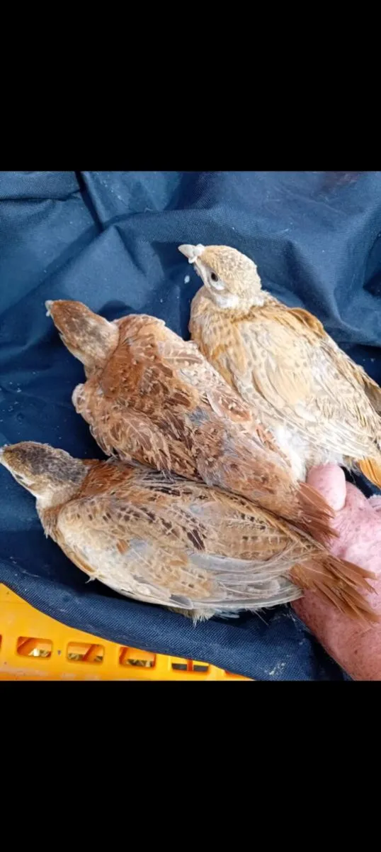 Pheasants and Partridge - Image 2