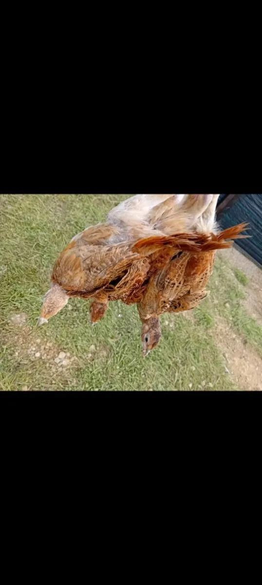 Pheasants and Partridge - Image 3