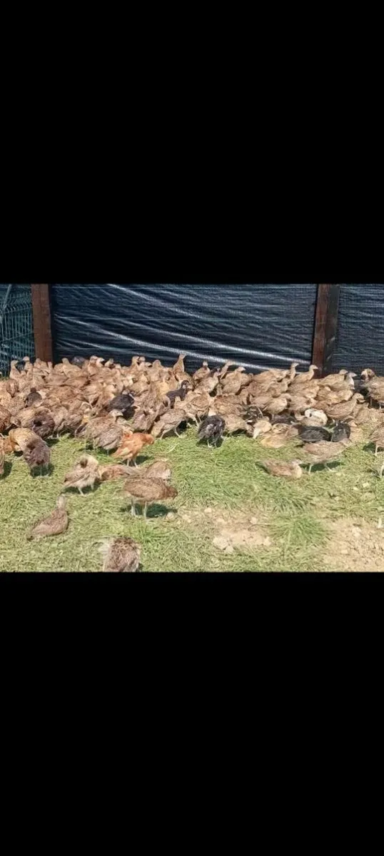 Pheasants and Partridge - Image 4