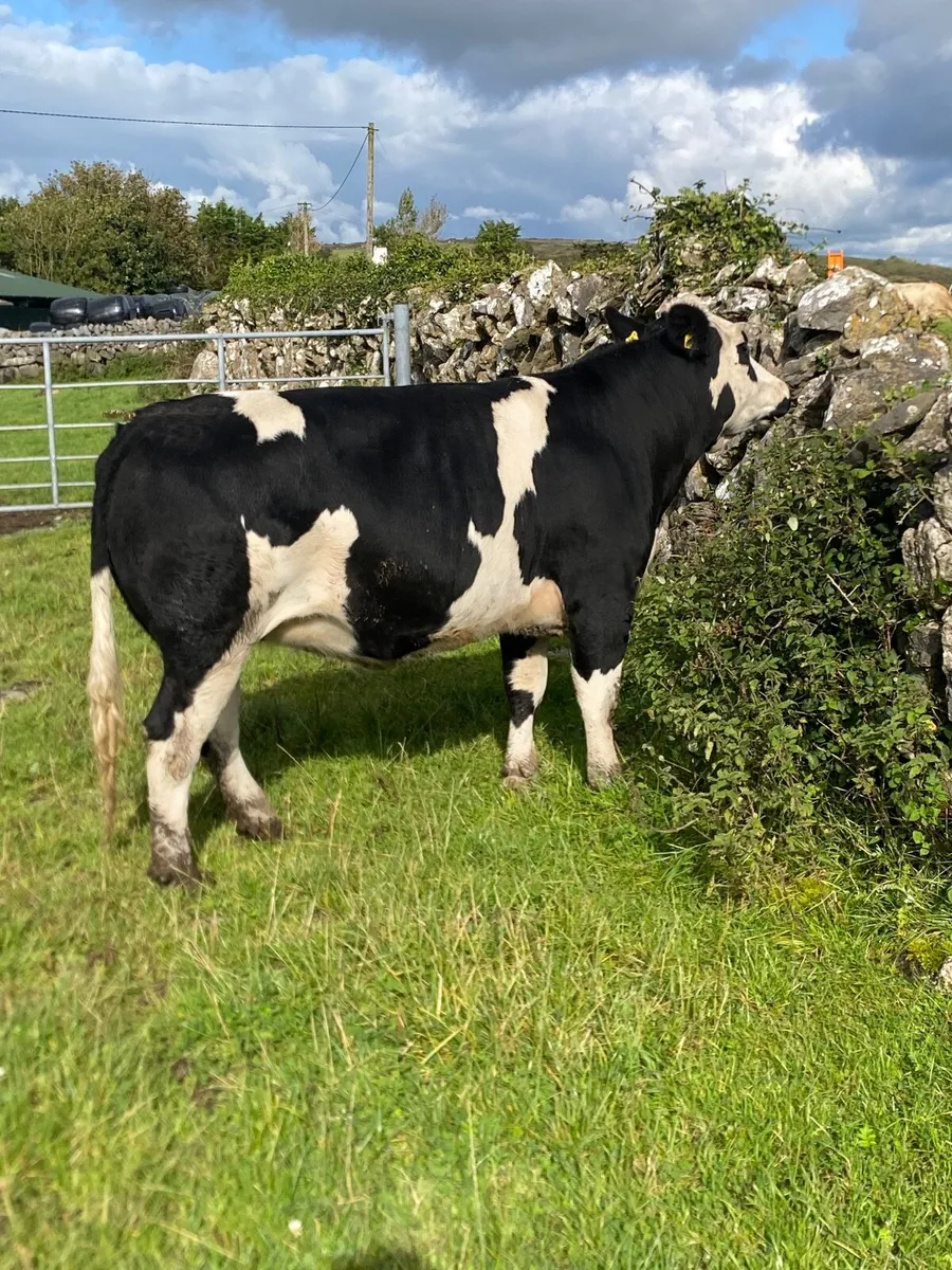 BB X Simmental 2.5 Yr old in-calf - Image 2