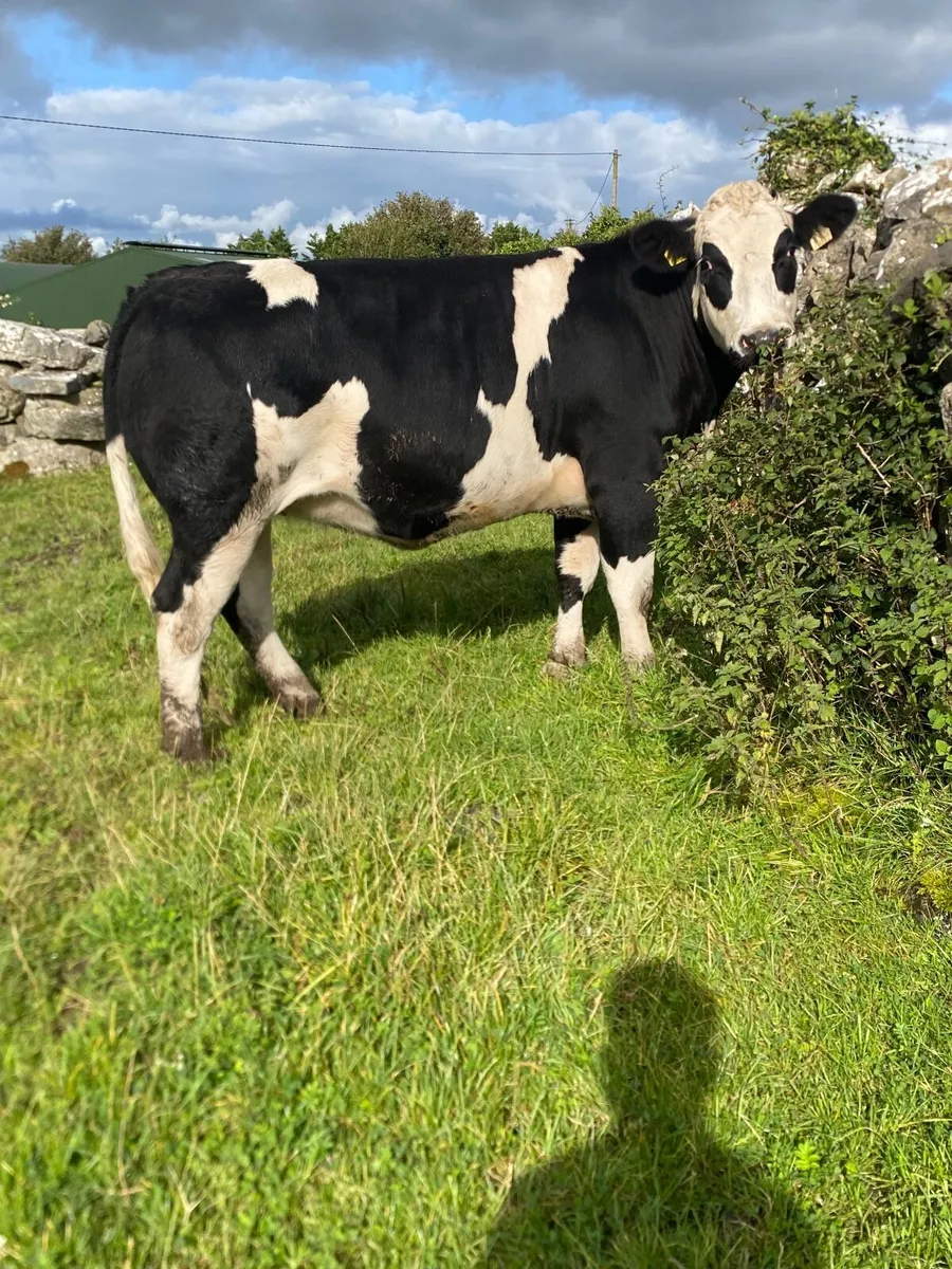 BB X Simmental 2.5 Yr old in-calf - Image 4