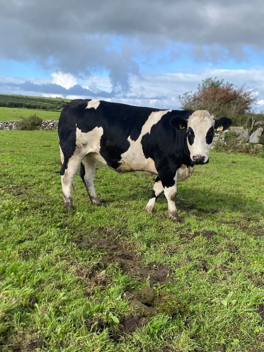 BB X Simmental 2.5 Yr old in-calf - Image 1