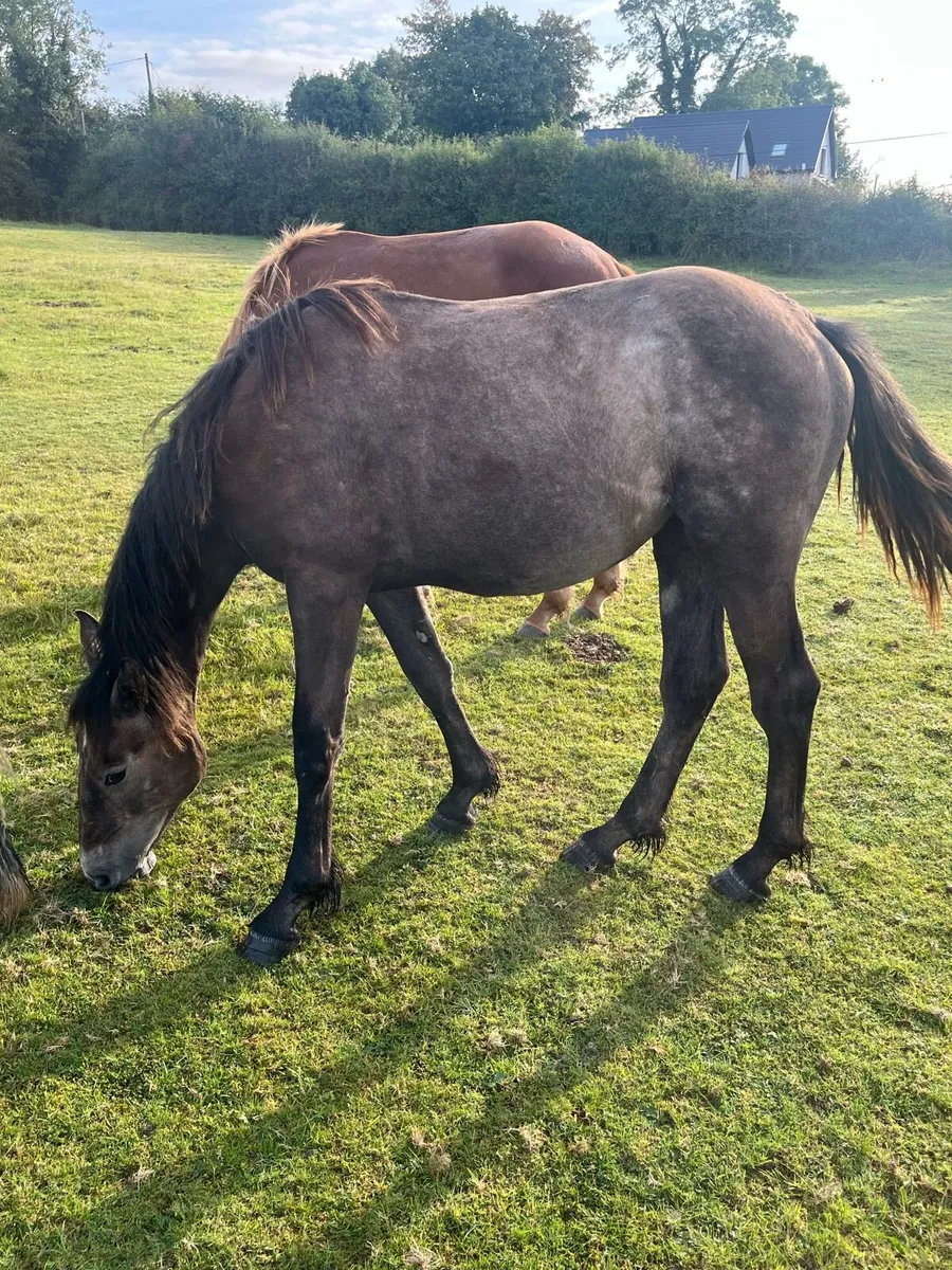 Irish Draught Filly - Image 1