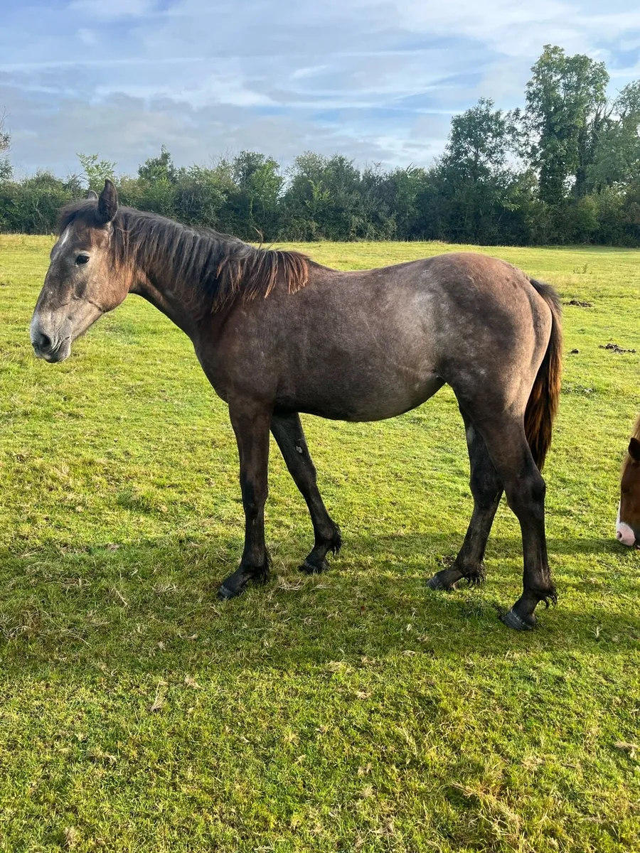Irish Draught Filly - Image 2