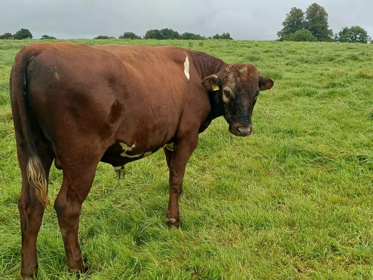 Vesectomised bull - Image 2