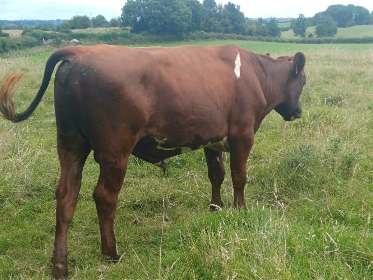 Vesectomised bull - Image 1