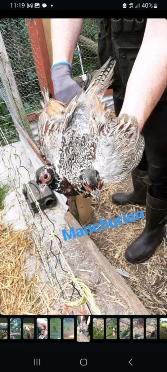 Pheasants and Partridge - Image 1